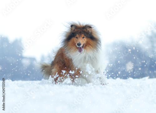 Plakat Collie w śniegu