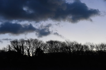 Wall Mural - A view of the winter woods