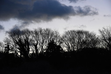 Wall Mural - A view of the winter woods