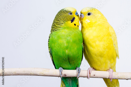 Fotomural budgerigar on white background isolate