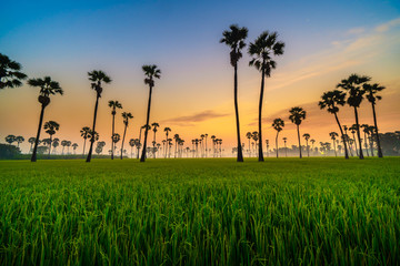 Silhouette of Twin Sugar Palm Tree in Green Rice Field with Sunrise Sky.