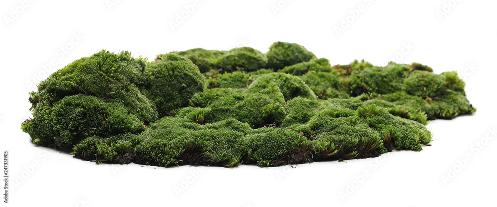 Green moss isolated on white background - obrazy, fototapety, plakaty 