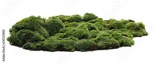 Fotografía Green moss isolated on white background
