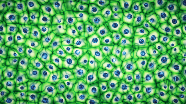 Wall Mural - Embryonic bright green stem cells colony under a microscope. Cellular therapy and research of regeneration and disease treatment in 3D illustration. Biology and medicine of human body concept . 4K