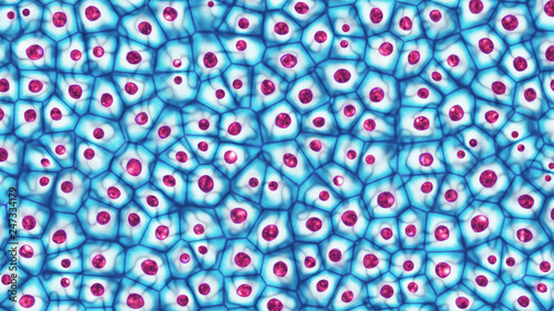 Photographie Embryonic stem cells colony under a microscope