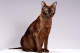 Fototapeta Koty - cat breed Burma on a light background