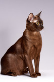Fototapeta Koty - cat breed Burma on a light background