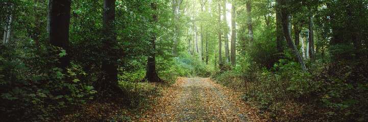 natural scenery panorama, forest landscape banner