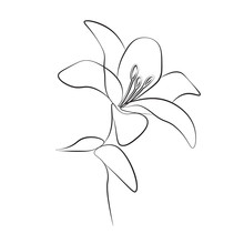 One Line Drawing Flower, Vector Illustration