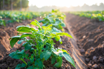 Wall Mural - potato plant field