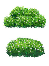 Green Bushes And Tree Crown With White Flowers.