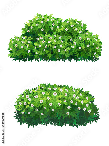 Fotomural Green bushes and tree crown with white flowers.
