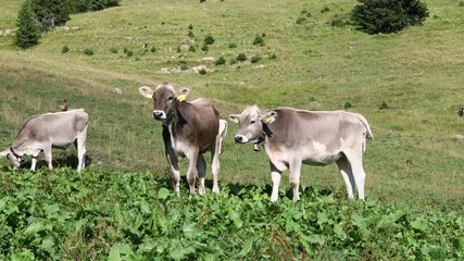 Wall Mural - swiss_cows