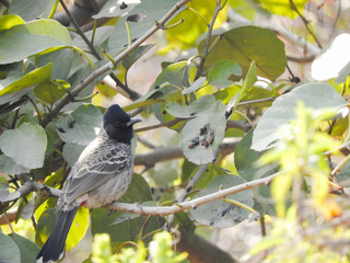 Red vented bulbul on tree