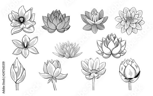 Photographie  Collection of lotus sketches