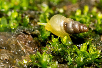 Macro shot of a Snail