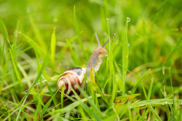 A vineyard snail in the grass with water drops