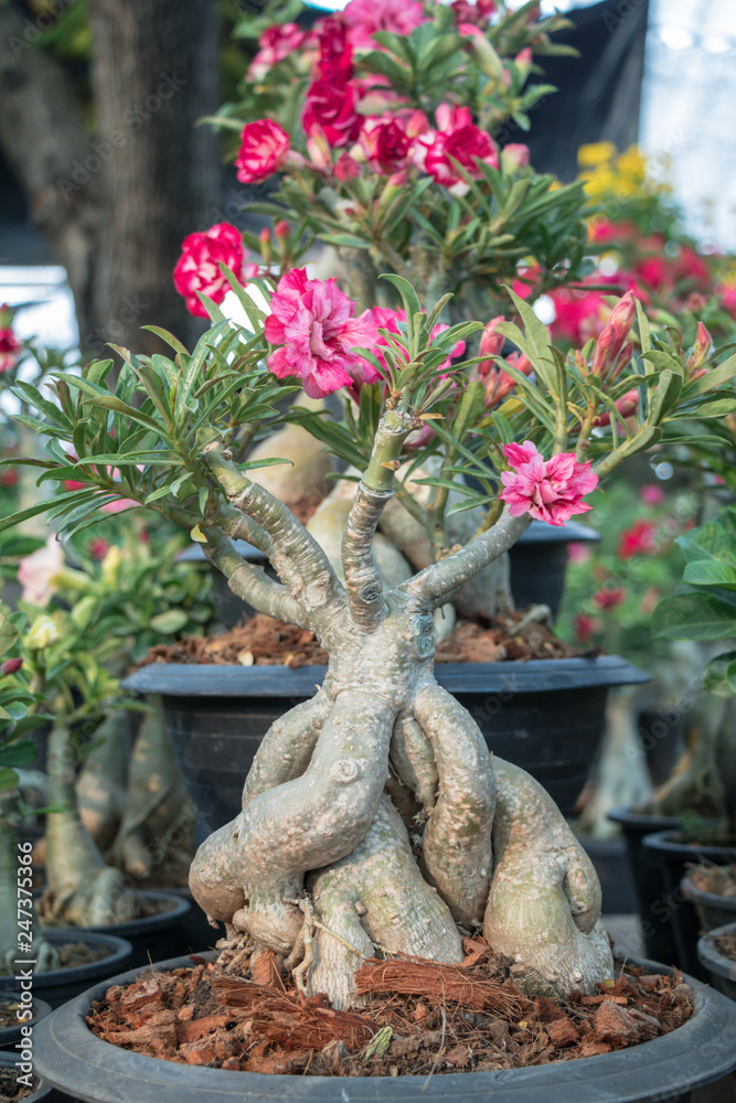 Adenium arabicum tree.Common names include Sabi star, kudu, mock azalea ...