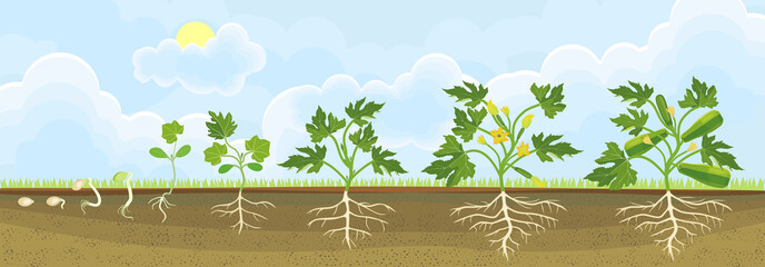 Life cycle of zucchini plant. Growth stages from seeding to flowering and fruit-bearing plant