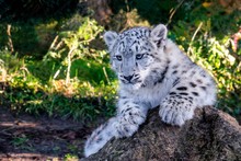 Portrait Of A Baby Snow Leopard