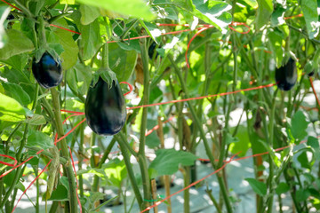 Wall Mural -  An fresh eggplant planting farm