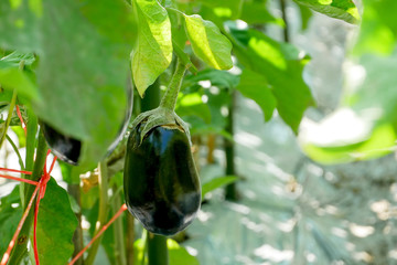 Wall Mural -  An fresh eggplant planting farm