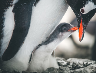 Close-up adult and baby penguins. Antarctica wildlife. The mother penguin cares about the child. White and black image with bright red details. The behavior of the wild animals. Cute scene.