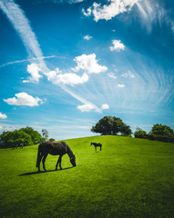 A grazing horse on a green meadow during spring