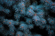 © Анастасия Михеева - Spruce branches spruce blue. screen saver on the phone. a high resolution. bokeh layout bright picture