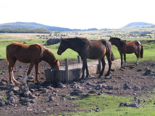 Eastern Island. Rapa Nui. Isla de Pascua. Chile