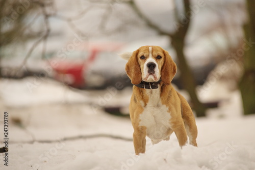 Dog Bigle In The Snow Buy This Stock Photo And Explore Similar Images At Adobe Stock Adobe Stock