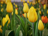 Fototapeta Tulipany - Close-up Yellow Tulip Flower with Selective Focus