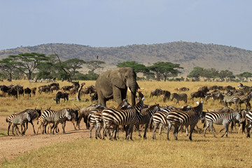 the great migration, serengeti national park, tanzania