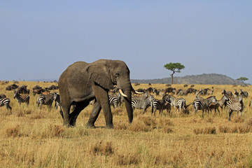 The Great migration, Serengeti National Park, Tanzania