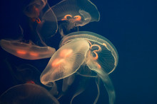 Aurelia Aurita Jellyfish In Aquarium