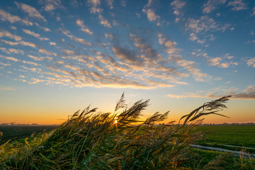 Wall Mural - reed grass waving in the wind under a beautiful sky at sunset. dutch polder landscape between gouda 