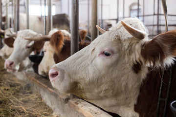 Wall Mural - Cows in stable