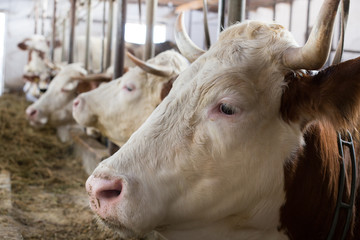 Canvas Print - Cows in stable