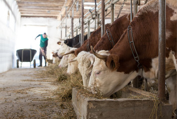 Canvas Print - Farmer feeding cows in stable