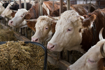 Wall Mural - Cows eating in stable