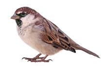 Sparrow (Passer Italiae), Isolated, With White Background