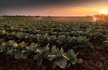 Wall Mural - Cabbage grows in the garden