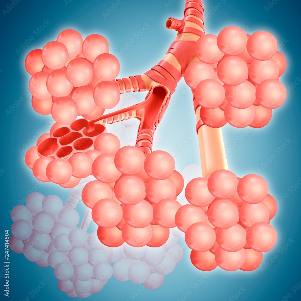 Alveoli clusters in the lungs, illustration Stock Photo | Adobe Stock