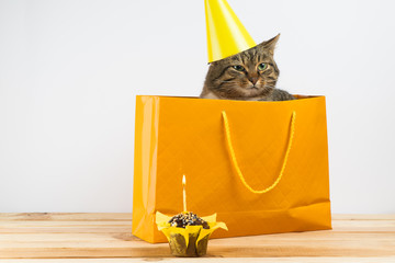 Cat in birthday hat blows out the candles on the cake. isolated on white background