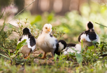 Canvas Print - Small baby chicken in the yard