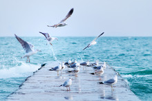 Sea Gulls On The Pier