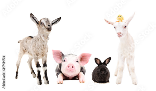 Adorable Little Farm Animals Standing Together Isolated On