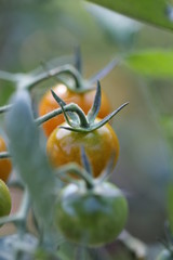 Wall Mural - cherry tomatoes