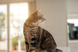 Fototapeta Koty - Beautiful short hair cat sitting on white table at home