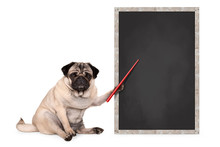 Serious Pug Puppy Dog Sitting Next To Blank Blackboard Sign, Holding Red Pointer, Isolated On White Background